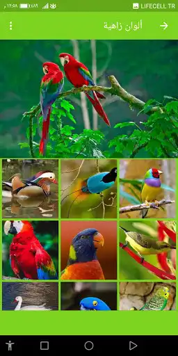 Play Birds wallpapers 2021 without Net as an online game Birds wallpapers 2021 without Net with UptoPlay