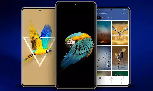 Play Birds Wallpaper