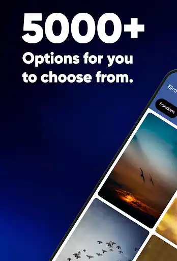 Play Birds Wallpaper