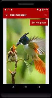Play Birds Wallpaper