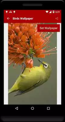 Play Birds Wallpaper