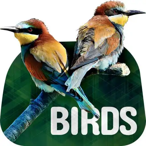 Play Birds Wallpapers in 4K APK Play Birds Wallpapers in 4K APK