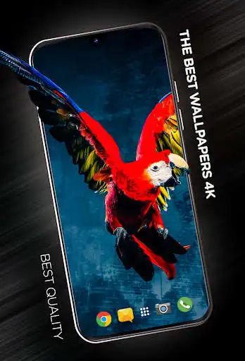 Play Birds Wallpapers in 4K  and enjoy Birds Wallpapers in 4K with UptoPlay