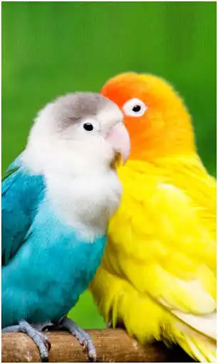 Play Birds Wallpapers New