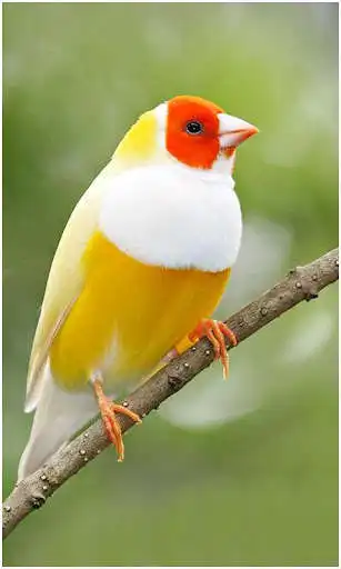Play Birds Wallpapers New