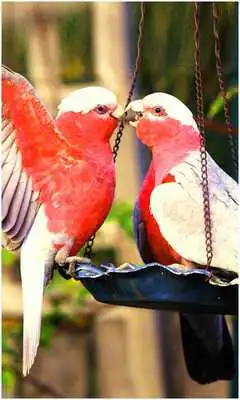 Play Birds Wallpapers New