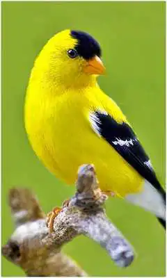 Play Birds Wallpapers New