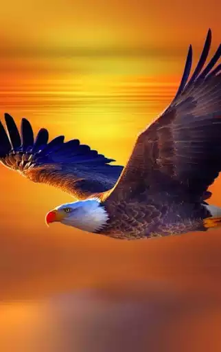Play Birds Wallpapers
