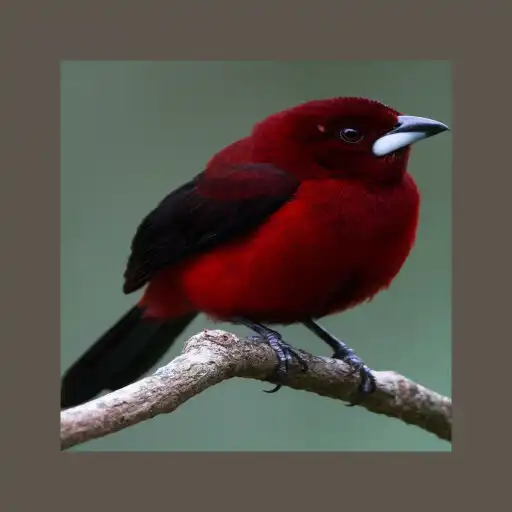 Play birds wallpaper UHD APK Play birds wallpaper UHD APK