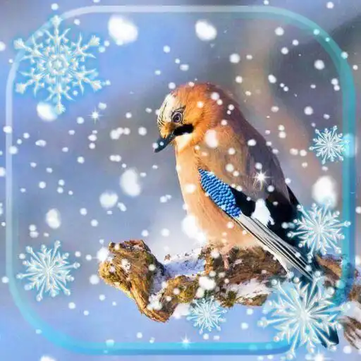 Play Birds Winter Live Wallpaper APK Play Birds Winter Live Wallpaper APK
