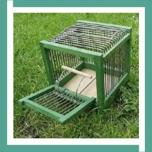 Play Bird Trap Design Ideas APK