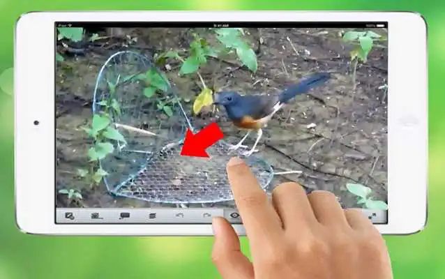 Play Bird Trap