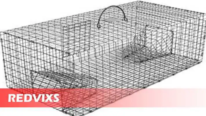 Play Bird Traps
