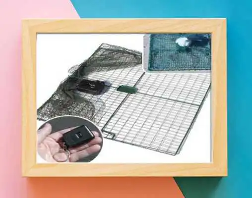 Play Bird Traps