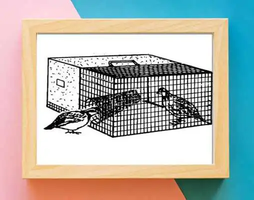 Play Bird Traps