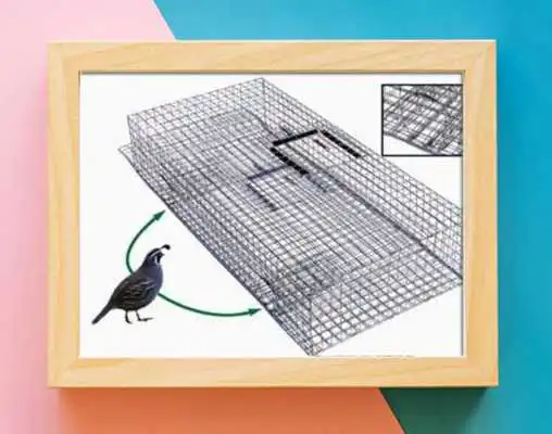Play Bird Traps