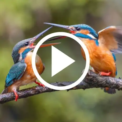 Play Bird Video Wallpaper APK