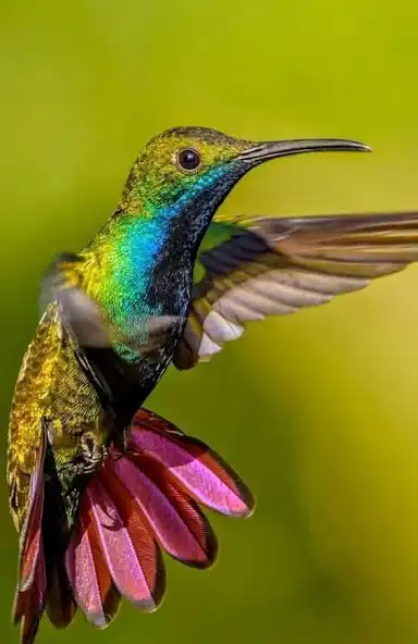 Play Bird Video Wallpaper and enjoy Bird Video Wallpaper with UptoPlay Play Bird Video Wallpaper and enjoy Bird Video Wallpaper with UptoPlay