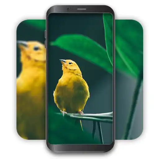 Play Bird Wallpaper - 3D  4K APK