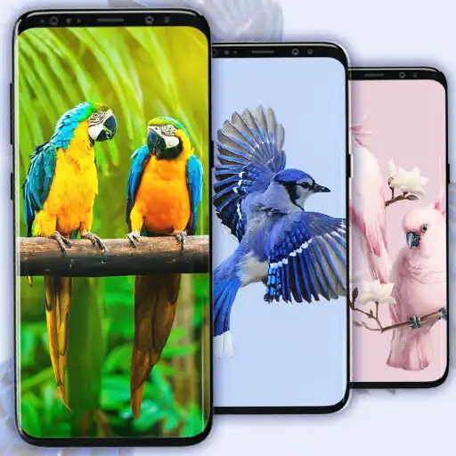 Play Bird Wallpaper HD Backgrounds APK