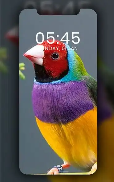 Play Bird Wallpaper HD Backgrounds as an online game Bird Wallpaper HD Backgrounds with UptoPlay