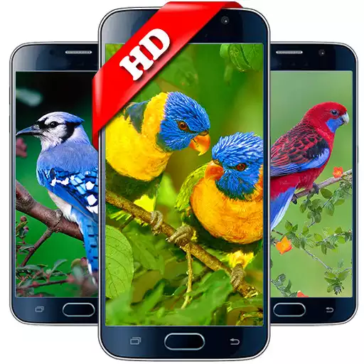 Run free android online Bird Wallpaper HD APK Run free android online Bird Wallpaper HD APK