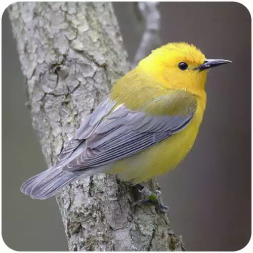 Free play online Bird Wallpaper APK Free play online Bird Wallpaper APK