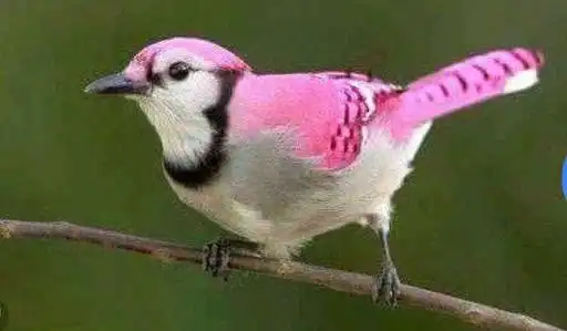 Play Bird Wallpapers 02 and enjoy Bird Wallpapers 02 with UptoPlay Play Bird Wallpapers 02 and enjoy Bird Wallpapers 02 with UptoPlay