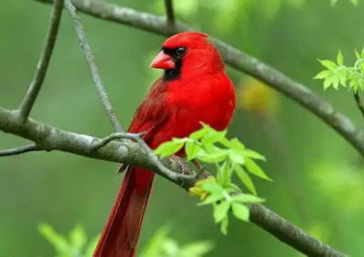 Play Bird Wallpapers 02 as an online game online Bird Wallpapers 02 with UptoPlay com.rnstudio.birdwlplove Play Bird Wallpapers 02 as an online game Bird Wallpapers 02 with UptoPlay