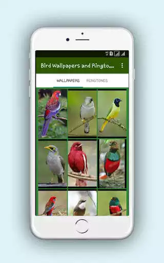 Play Bird : Wallpapers and Ringtones as an online game Bird : Wallpapers and Ringtones with UptoPlay