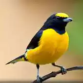 Free play online Bird Wallpapers: Beautiful Bird Images, Bird Pics APK Free play online Bird Wallpapers: Beautiful Bird Images, Bird Pics APK