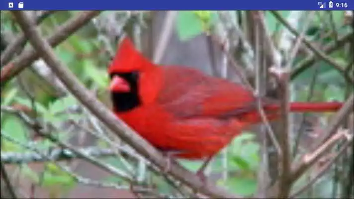 Play Bird Wallpapers: Beautiful Bird Images, Bird Pics