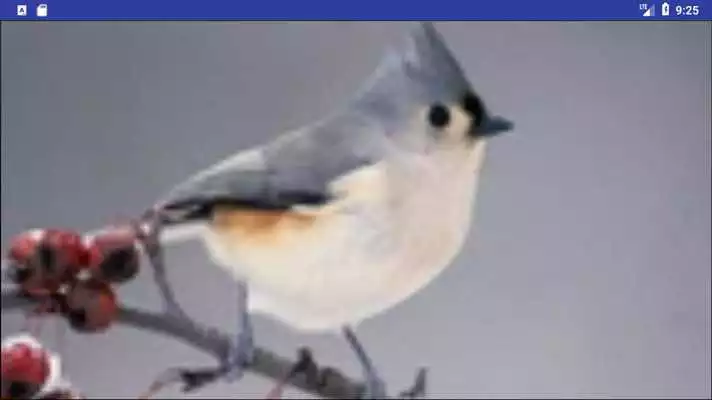 Play Bird Wallpapers: Beautiful Bird Images, Bird Pics