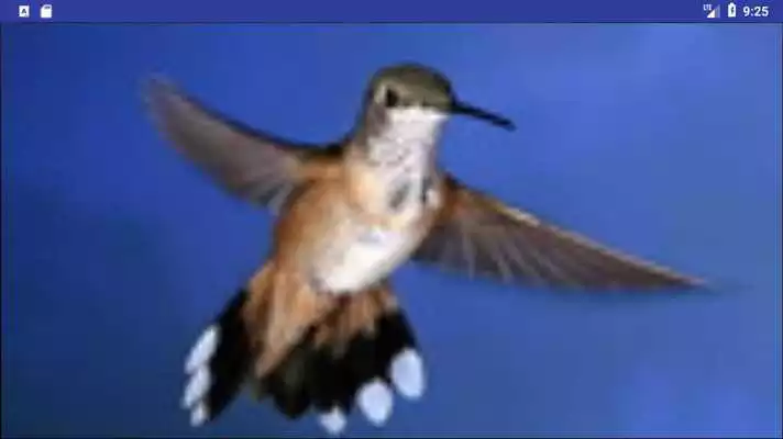Play Bird Wallpapers: Beautiful Bird Images, Bird Pics