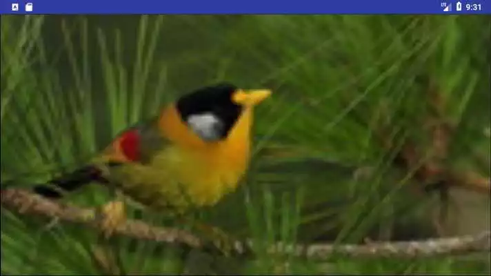 Play Bird Wallpapers: Beautiful Bird Images, Bird Pics