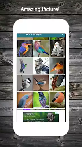 Play Bird Wallpaper