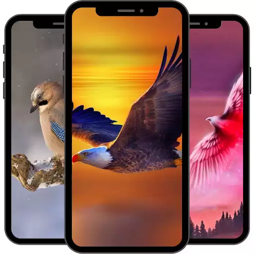 Play Bird Wallpaper
