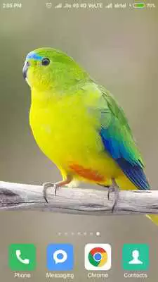 Play Bird Wallpaper