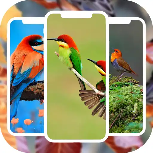 Play Bird Wallpapers HD 4K/3D APK Play Bird Wallpapers HD 4K/3D APK