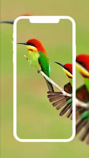 Play Bird Wallpapers HD 4K/3D  and enjoy Bird Wallpapers HD 4K/3D with UptoPlay
