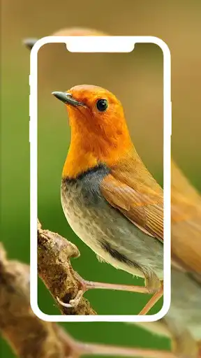 Play Bird Wallpapers HD 4K/3D as an online game Bird Wallpapers HD 4K/3D with UptoPlay
