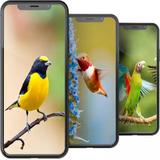 Play Bird Wallpapers HD APK Play Bird Wallpapers HD APK
