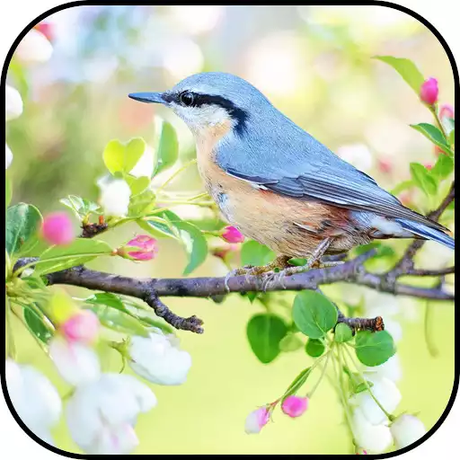 Play Bird Wallpapers APK Play Bird Wallpapers APK