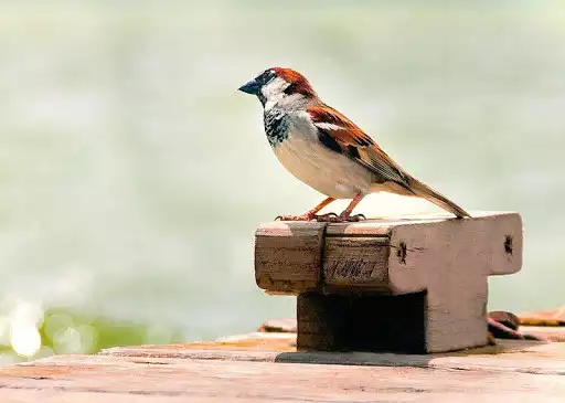 Play Bird Wallpapers  and enjoy Bird Wallpapers with UptoPlay
