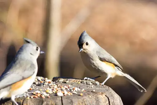 Play Bird Wallpapers as an online game Bird Wallpapers with UptoPlay