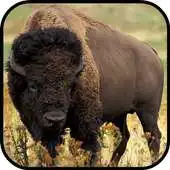 Free play online Bison / Buffalo Wallpapers APK