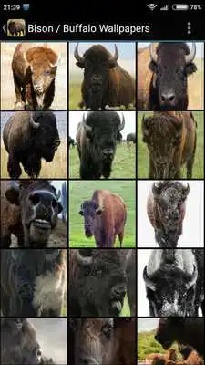 Play Bison / Buffalo Wallpapers