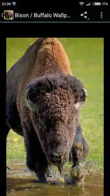 Play Bison / Buffalo Wallpapers