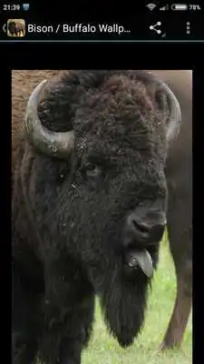 Play Bison / Buffalo Wallpapers