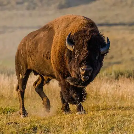Play Bison sounds APK Play Bison sounds APK
